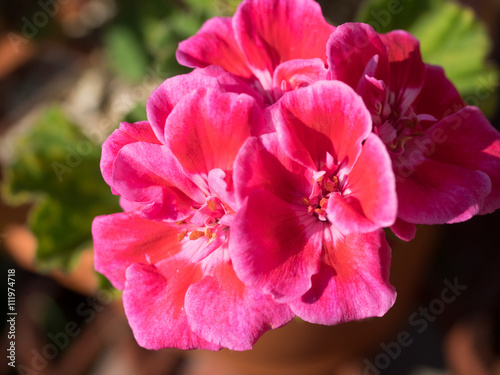 Fototapeta Naklejka Na Ścianę i Meble -  This beautiful geranium,