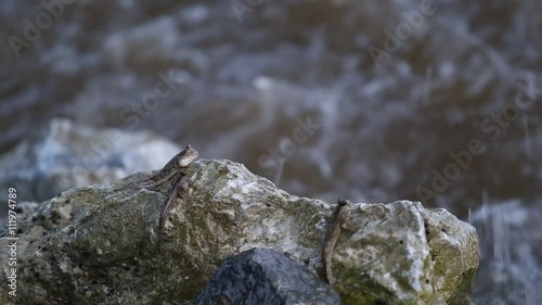 Mudskipper or Amphibious fish  photo