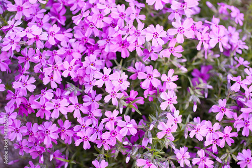 Pink or purple small flowers. Aubrieta cultorum. vegetable background, texture