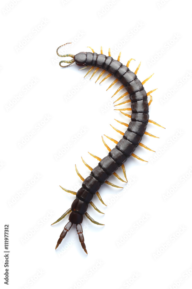 Scolopendra isolated on white Scolopendra isolated on white