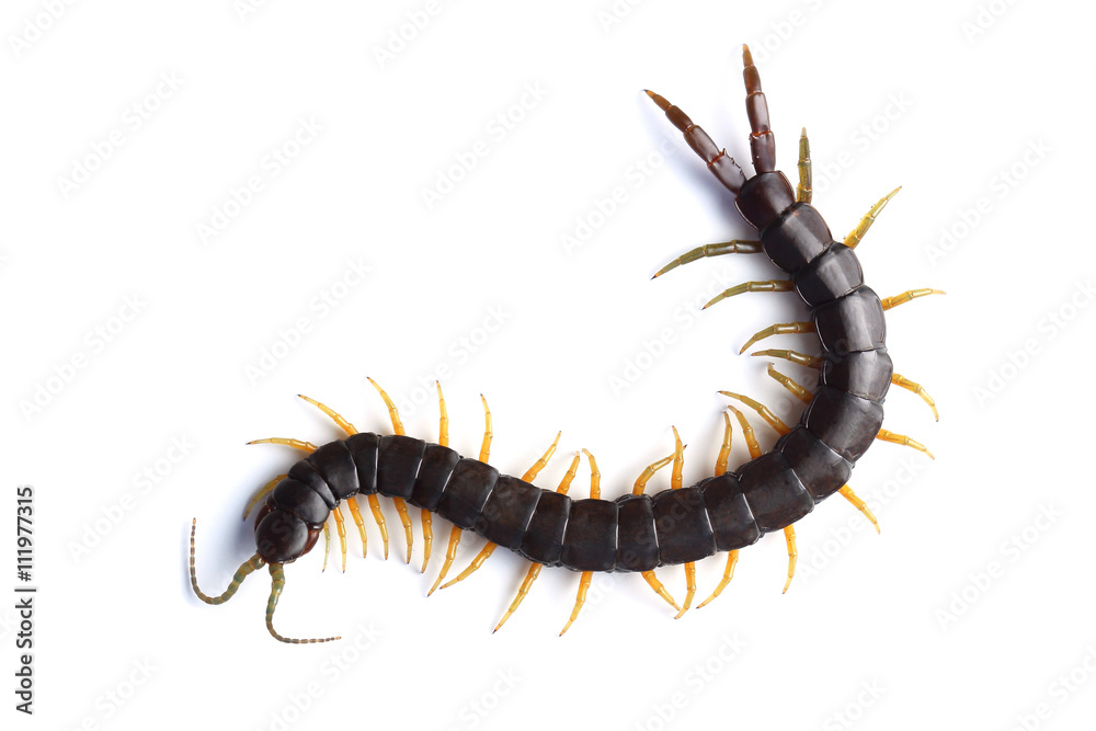 Scolopendra isolated on white Scolopendra isolated on white