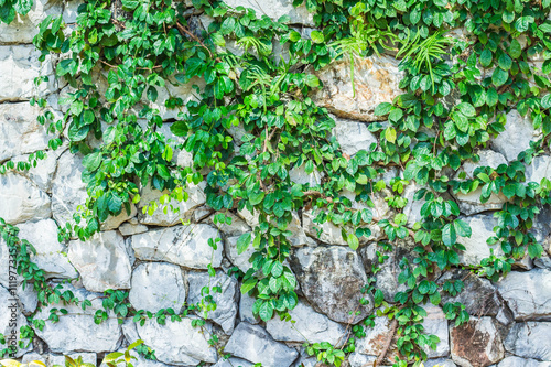 vines up the walls.