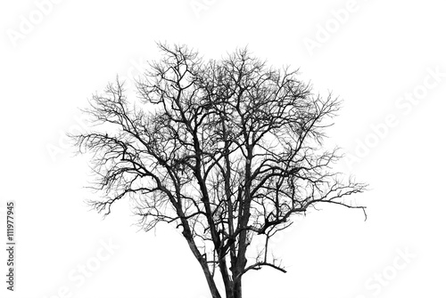 Dead tree isolated on white background 