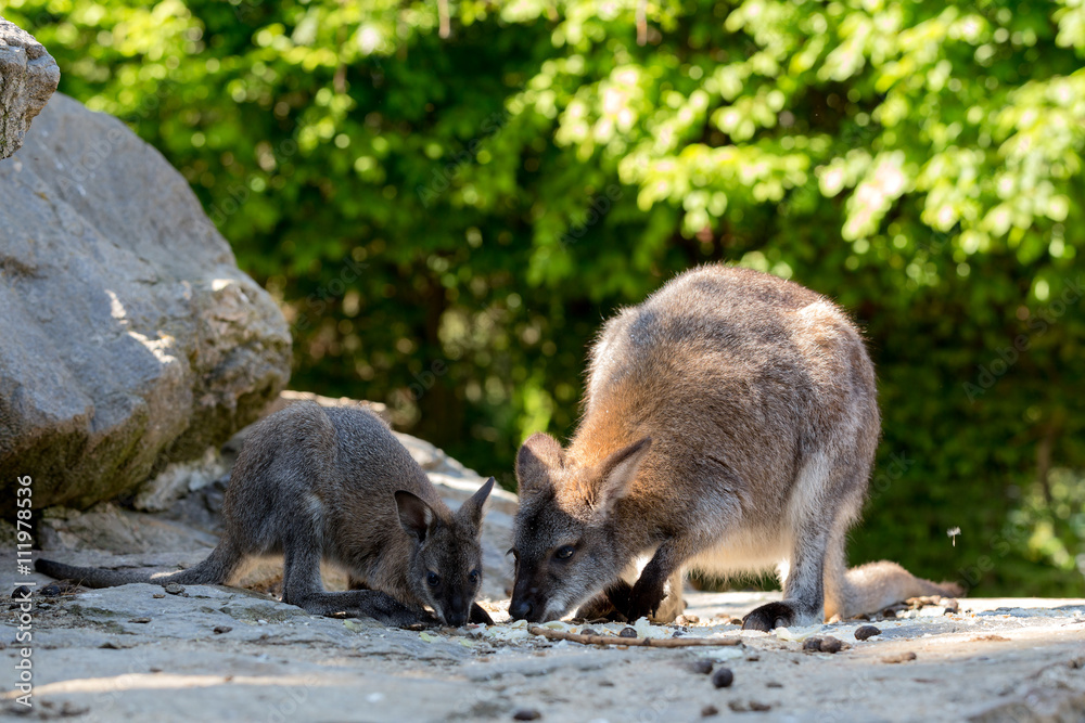 Closeup of a Red-necked Wallaby baby with mother Closeup of a Red-necked Wallaby baby with mother