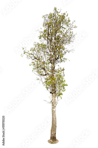 Tree, Isolated Tree on white background, Tree object element for