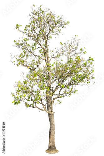 Tree, Isolated Tree on white background, Tree object element for