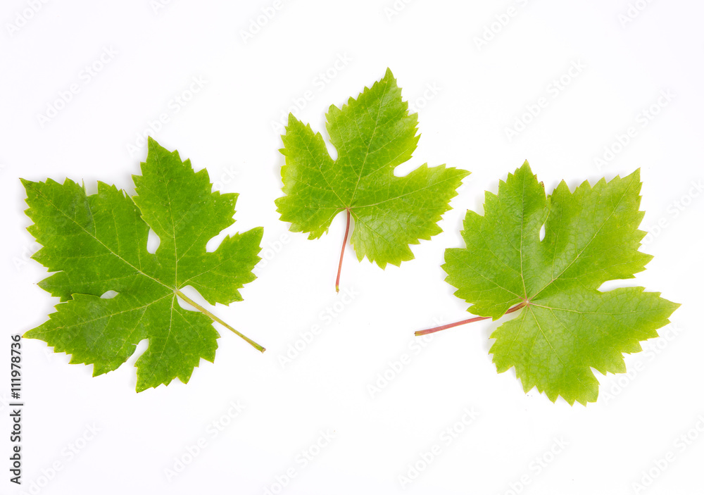 Grapes leaves Grapes leaves