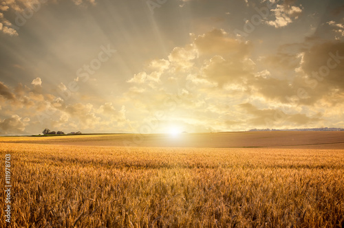 Fotografering Golden wheat field