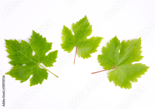 Grapes leaves