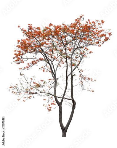 Tree and flower red  Isolated Tree on white background  Tree obj