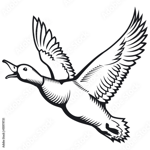 Flying wild duck vector illustration.