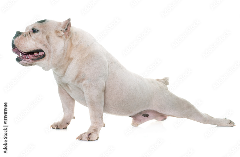 white american bully