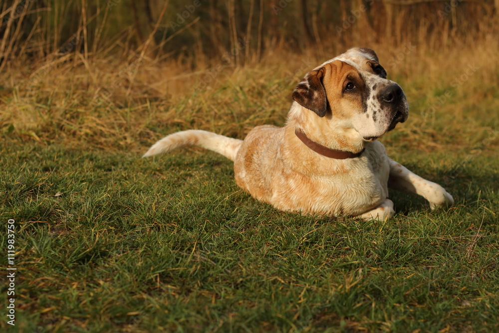 Obraz premium Hund/Mischling