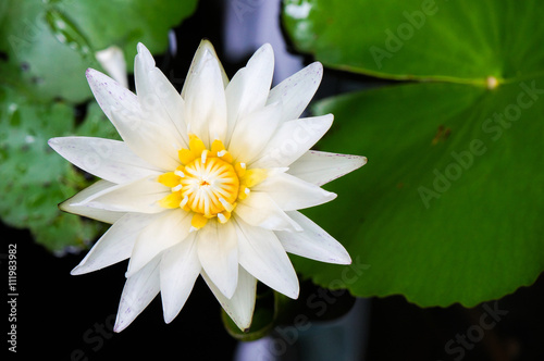 Top view, The white water lily(Lotus) and leaves