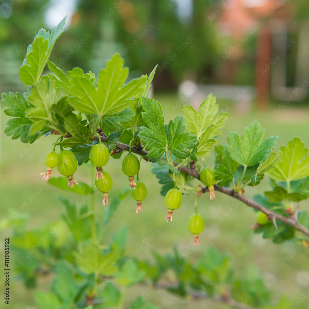 gooseberry with green berries branch