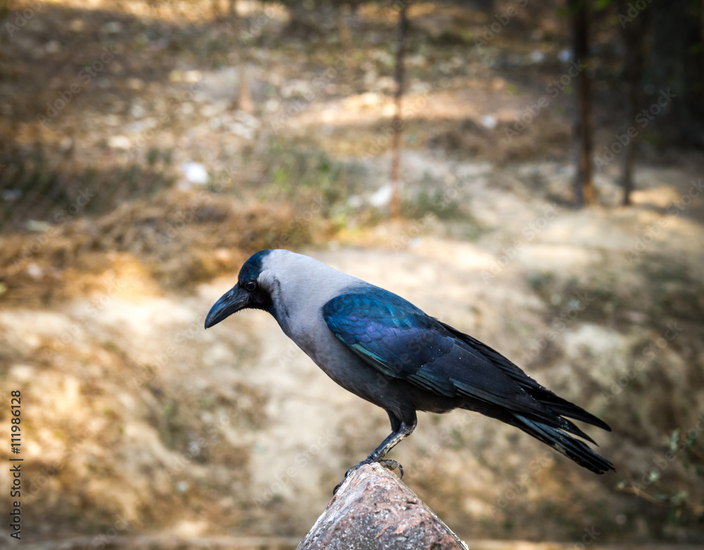 Fototapeta premium Himalayan Crow