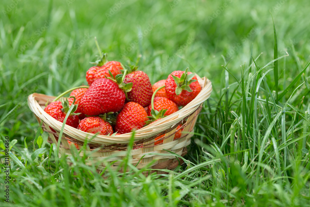 strawberries in the garden strawberries in the garden