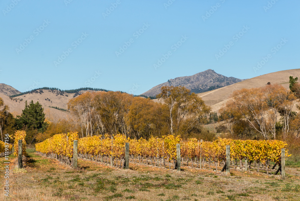 vineyard in autumn with hills and sky 