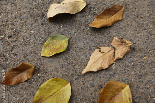 the fallen autumn leaf, in hand, under the leg, and on the tarmac background