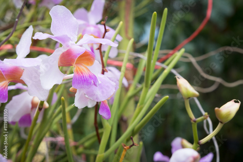 Beautiful wild flower orchid,Vanda teres syn. Papilionanthe tere photo