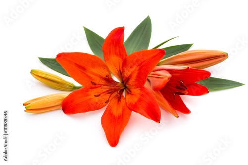 Fototapeta Naklejka Na Ścianę i Meble -  Lily flower with buds isolated on a white background.