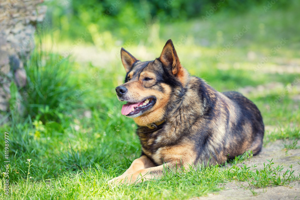 Portrait of thoroughbred dog lying on the grass Portrait of thoroughbred dog lying on the grass