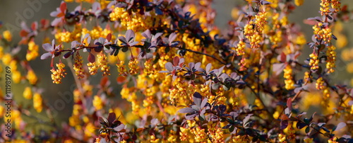 Blooming barberis background