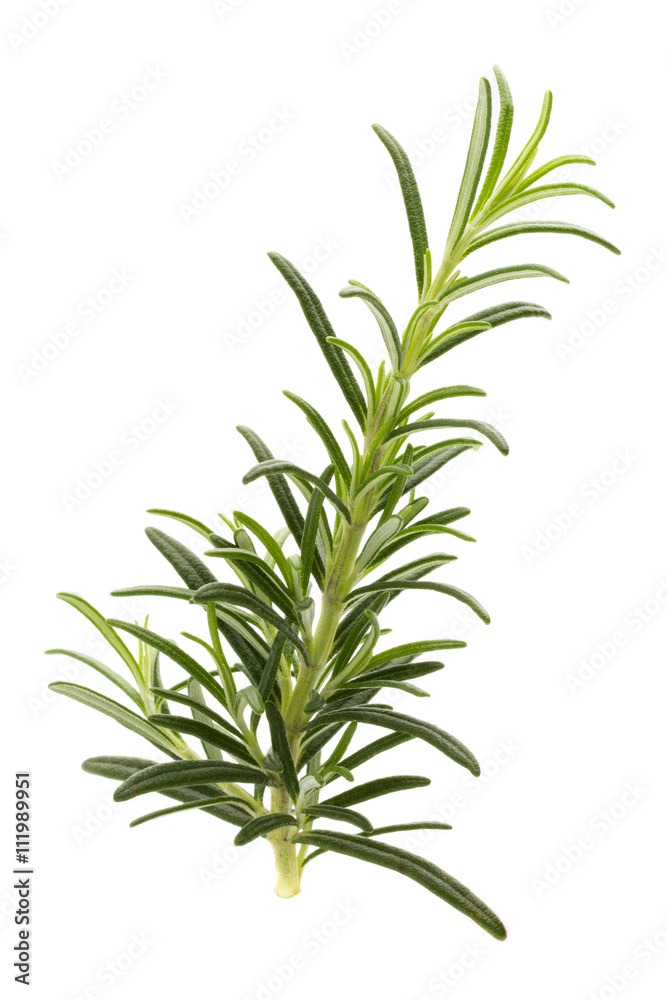 Rosemary twig on the isolated white background.