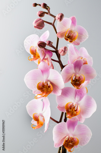 Pink orchid on the grey background.