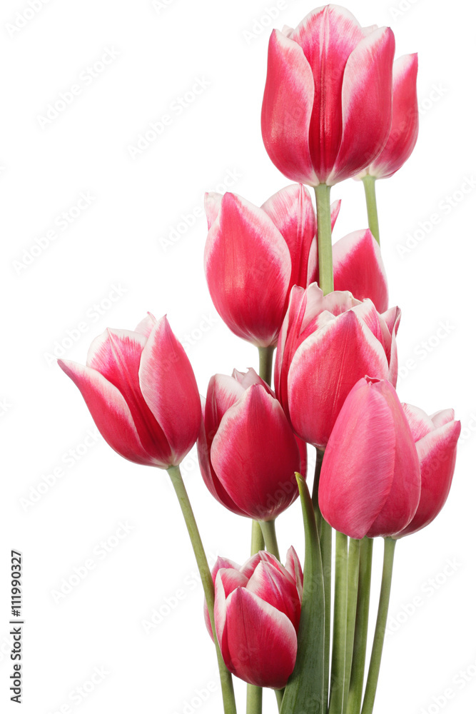 Tulips Tulips