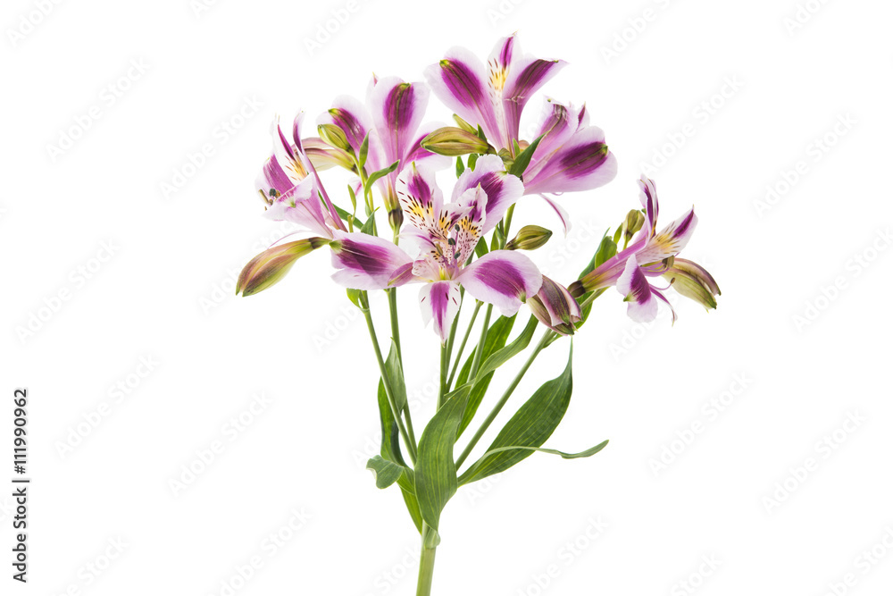 Violet Alstroemeria flower