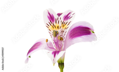 Violet Alstroemeria flower