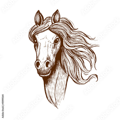 Beautiful young welsh cob horse sketch