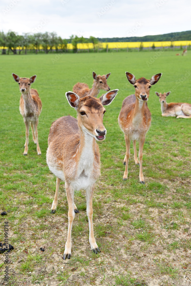 Rehe auf Lichtung in Südthüringen Rehe auf Lichtung in Südthüringen