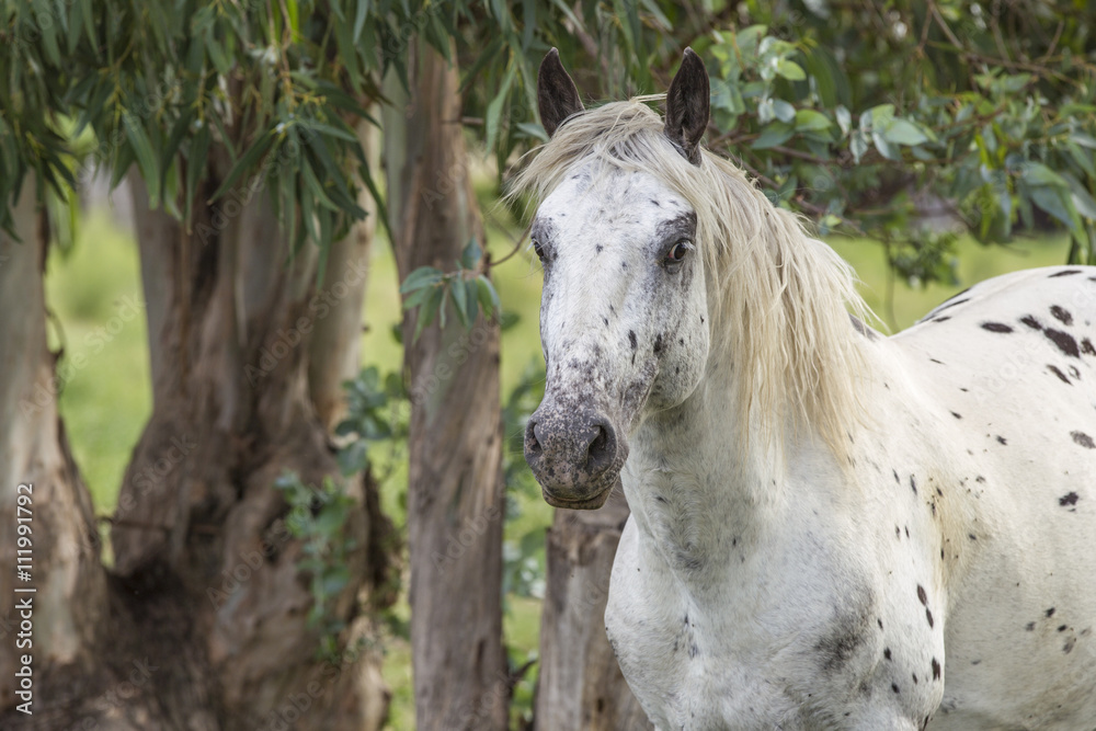 a saucy white appoloosa 2