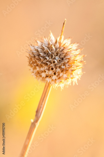 Dried thistle