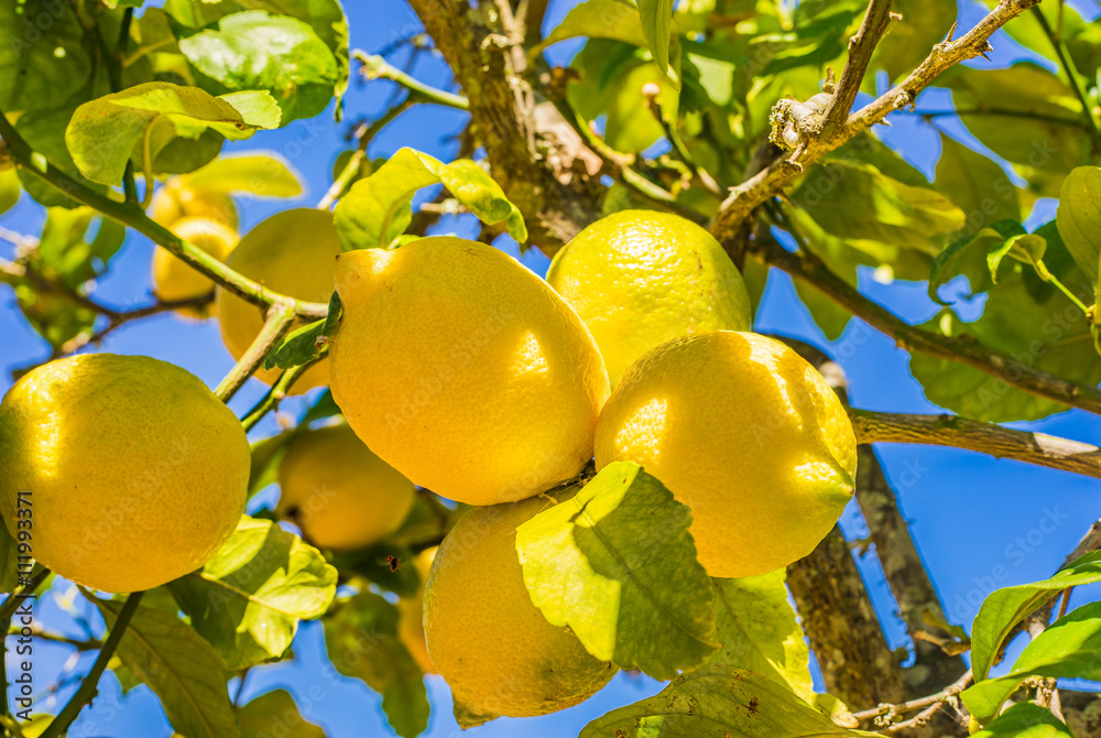 Wunschmotiv: Zitrusfrüchte Zitronenbaum mit frischen Zitronen #111993371
