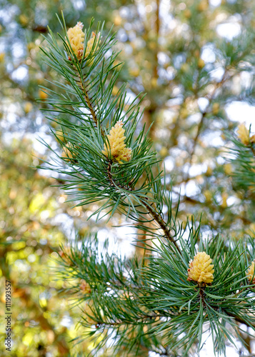 Young cones on a pine branch in spring day