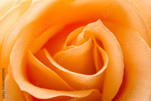 close up of orange rose petals © ksena32