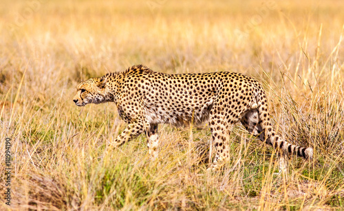 Wild Cheetah hunting © donvanstaden