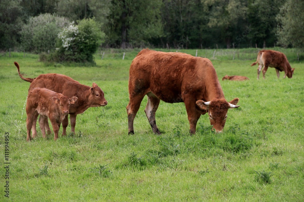 the cow and his calf in a meadow