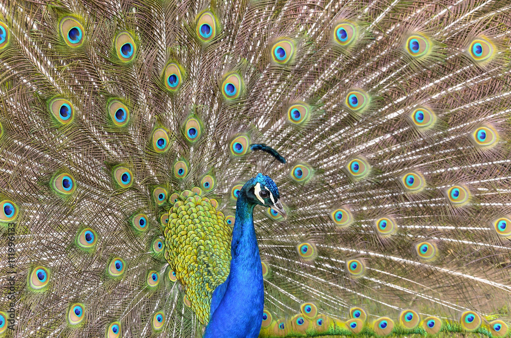 Obraz premium Beautiful peacock tail of disclosed.