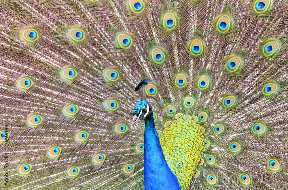 Obraz premium Beautiful peacock tail of disclosed.