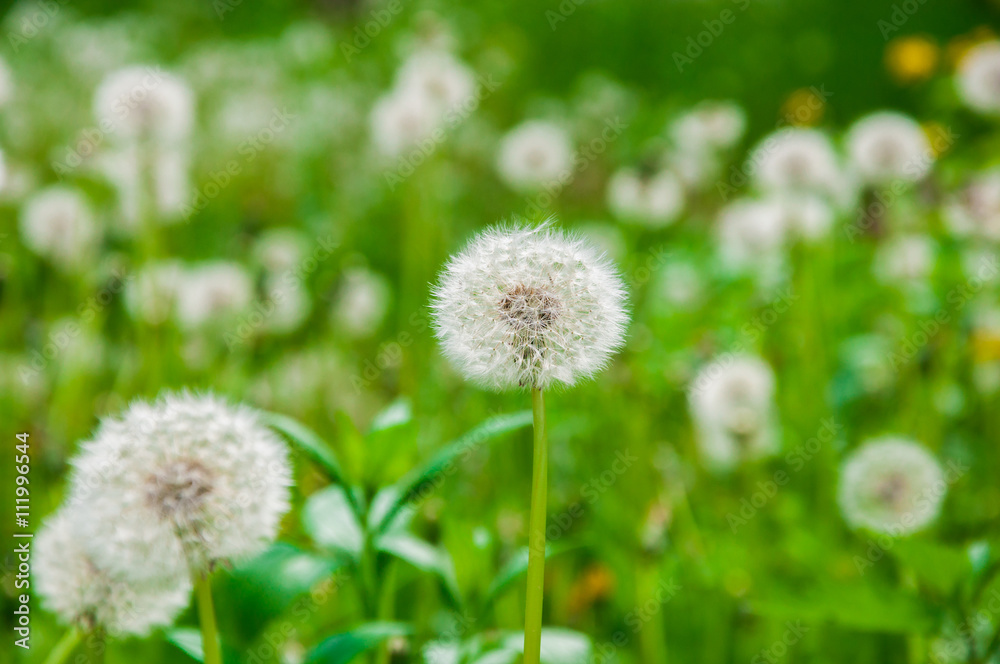 ripened dandelion closeup