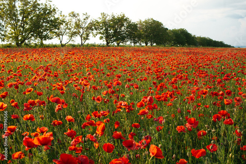 The huge field of red poppies flowers. Sun and clouds.