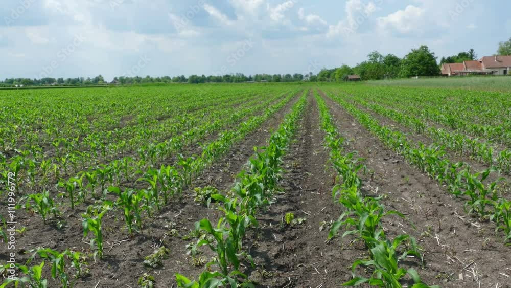 Green Corn Field Green Corn Field
