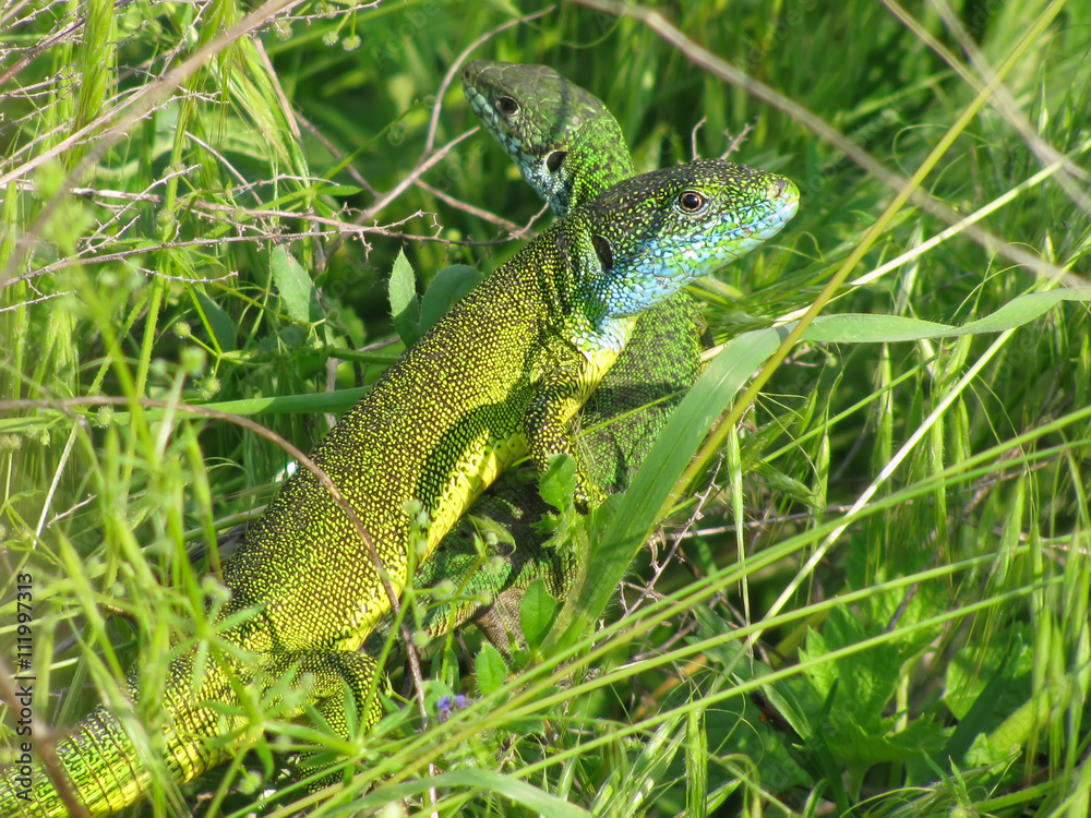 A mating pair of Lacerta viridis lizards in the grass
