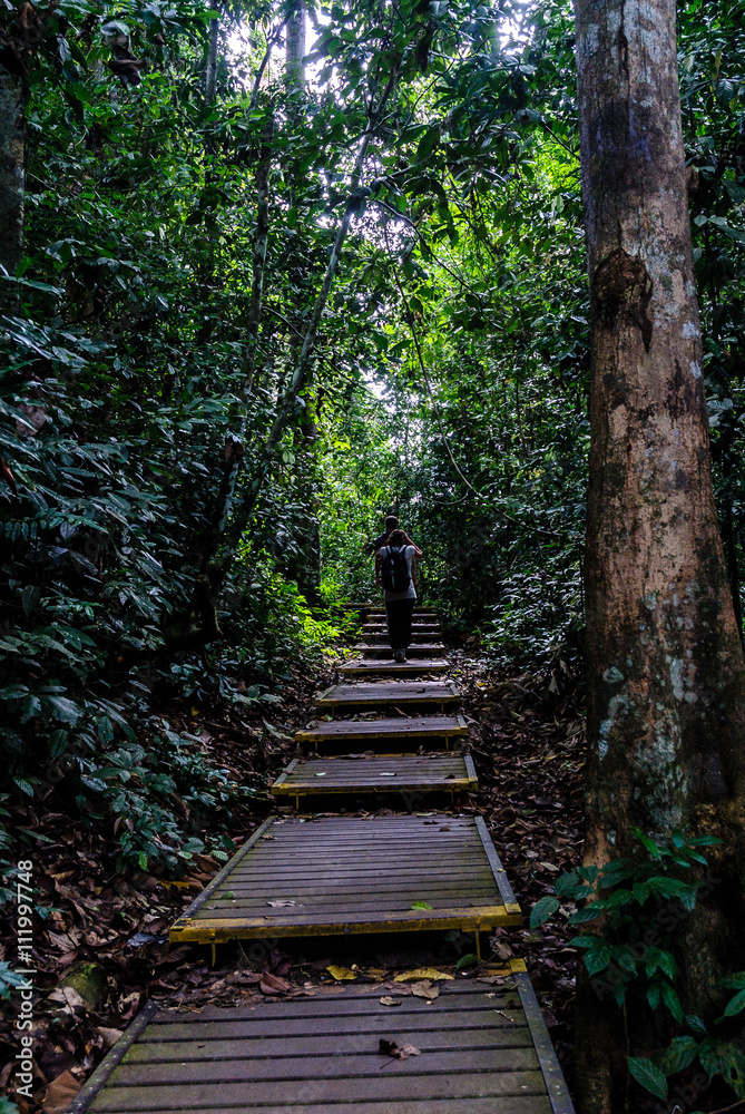 wooden way inside the forest of Taman Negara in Malaysia wooden way inside the forest of Taman Negara in Malaysia
