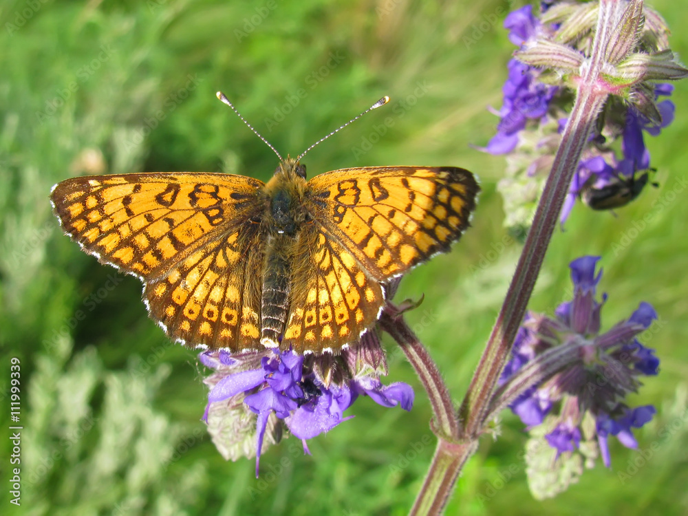 Glanville fritillary (Melitaea cinxia) on Nodding sage Glanville fritillary (Melitaea cinxia) on Nodding sage