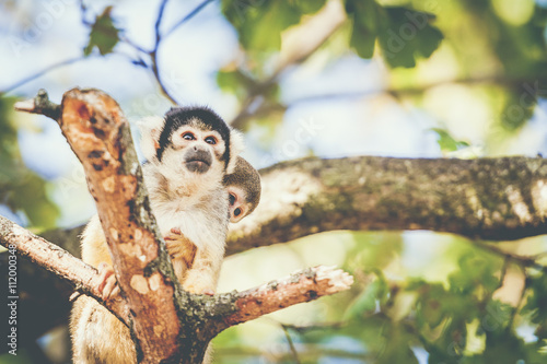 Singe saïmiri et son bébé photo